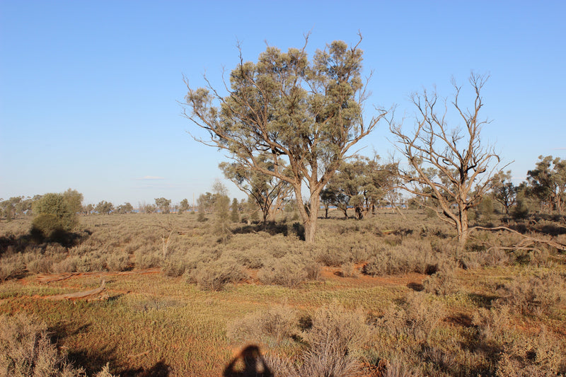 GIDGEE TRIP 2025: The Journey Begins . . .Again!!